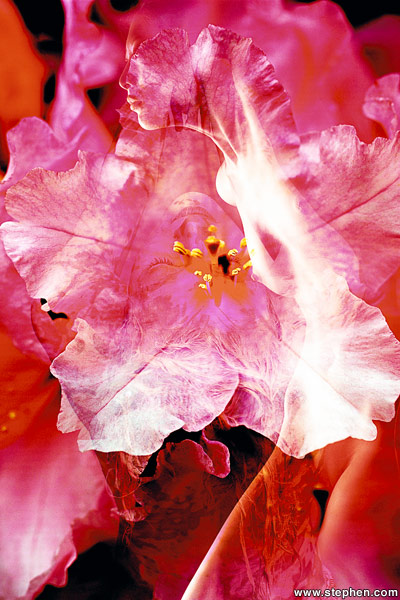 Flower Nymphs